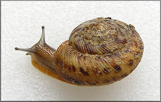 Anguispira strongylodes (L. Pfeiffer, 1854) Southeastern Tigersnail