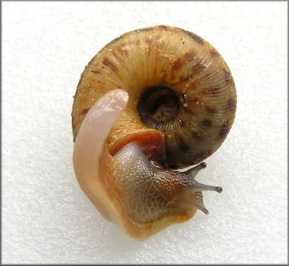 Anguispira strongylodes (L. Pfeiffer, 1854) Southeastern Tigersnail