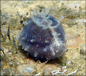 Pusula pediculus (Linnaeus, 1758) Coffeebean Trivia In Situ