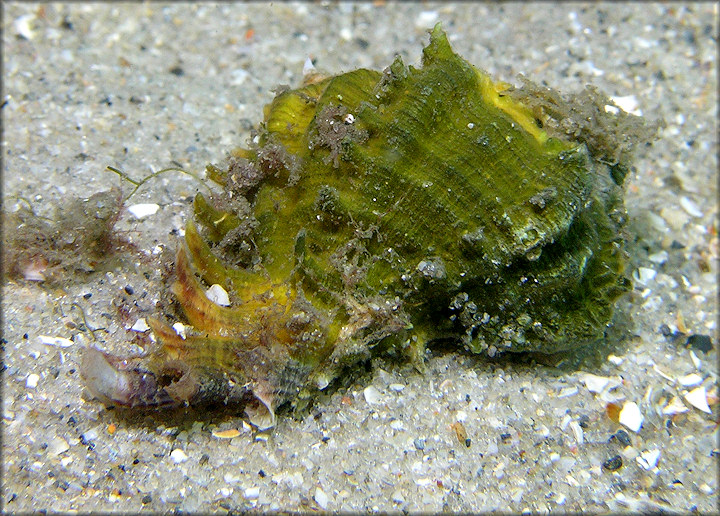 Chicoreus florifer dilectus (A. Adams, 1855) Lace Murex Juvenile