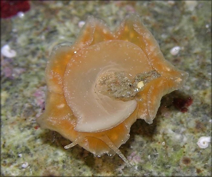 velutinid morph B - ventral view 