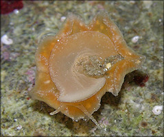 velutinid morph B - ventral view