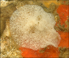 velutinid morph A