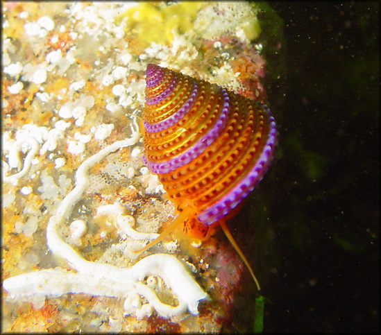 Calliostoma annulatum (Lightfoot, 1786) Purple-ring Topsnail