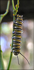 Monarch Larva [Danaus plexippus]