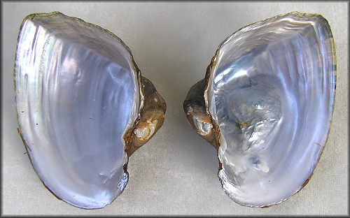 Alasmidonta arcula (I. Lea, 1838) Arc-mussel