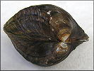 Alasmidonta arcula (I. Lea, 1838) Arc-mussel