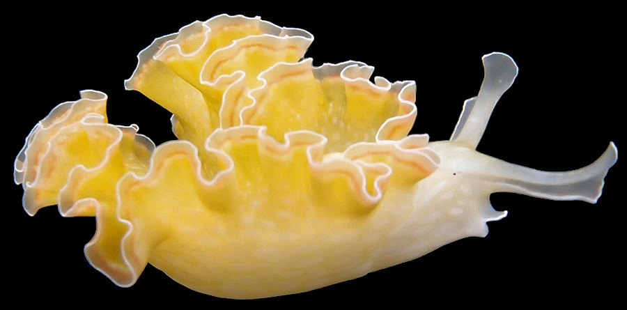 Elysia crispata Mørch, 1863 Lettuce Slug
