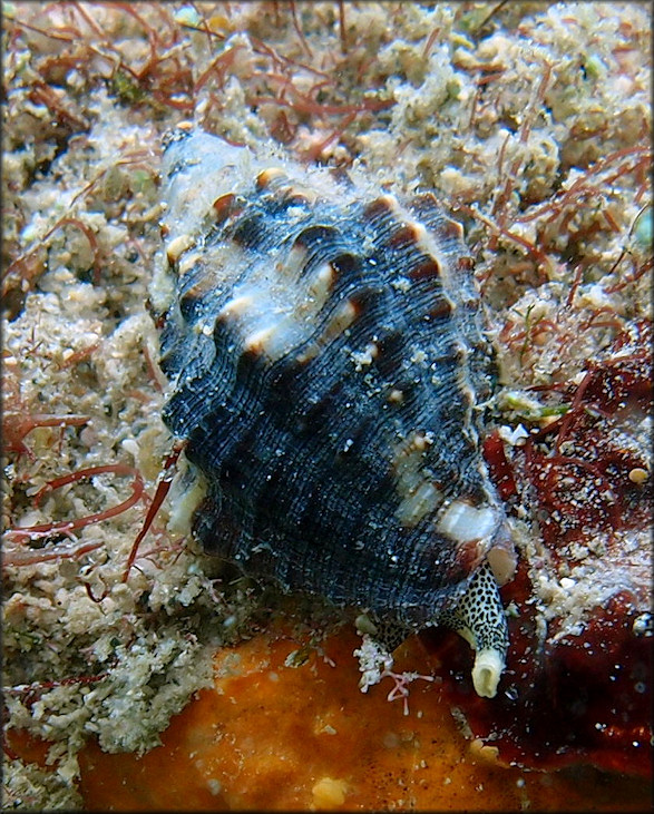 Gemophos tinctus (Conrad, 1846) Tinted Cantharus In Situ