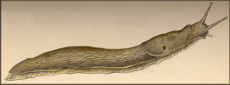 Ariolimax columbianus (Gould, 1851) Banana Slug