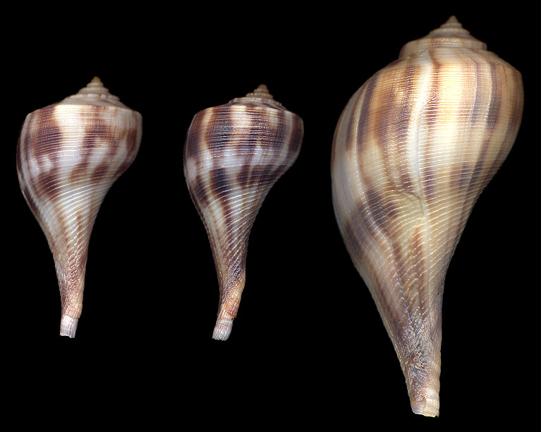 Fulguropsis spirata (Lamarck, 1816) Pear Whelk