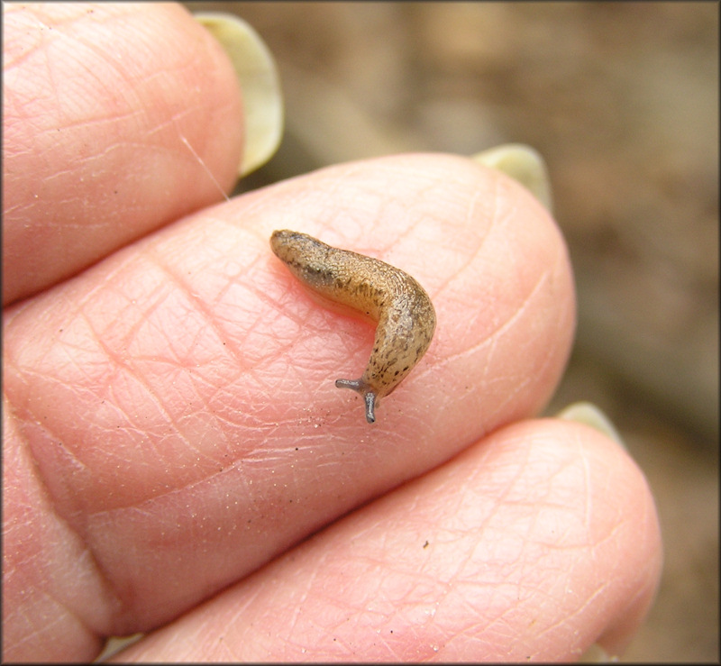 Philomycus carolinianus (Bosc, 1802) Carolina Mantleslug Juvenile