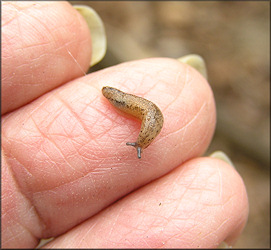 Philomycus carolinianus (Bosc, 1802) Carolina Mantleslug Juvenile