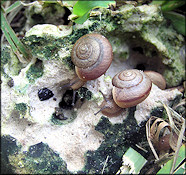 Bradybaena similaris (Férussac, 1821) In Situ