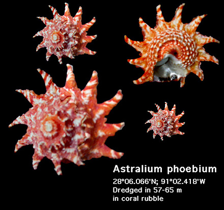 Lithopoma phoebium (Rding, 1798) Longspine Starsnail