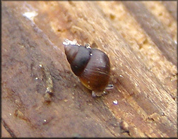 Angustassimea succinea (L. Pfeiffer, 1840) Atlantic Assiminea