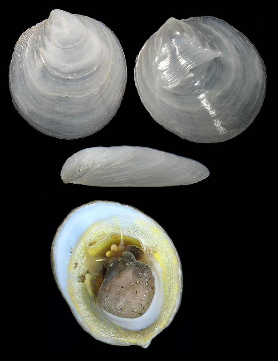 Crepidula atrasolea Collin, 2000 Blackfoot Slippersnail