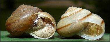 Bradybaena similaris (Férussac, 1821)