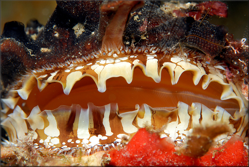 Spondylus americanus Hermann, 1781 Atlantic Thorny Oyster Close-up Showing Eyes