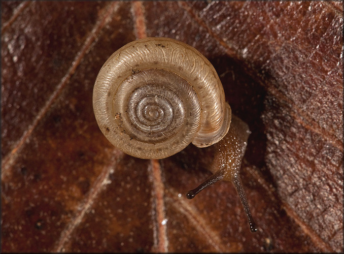 Daedalochila auriformis (Bland, 1859) Rockpile Liptooth