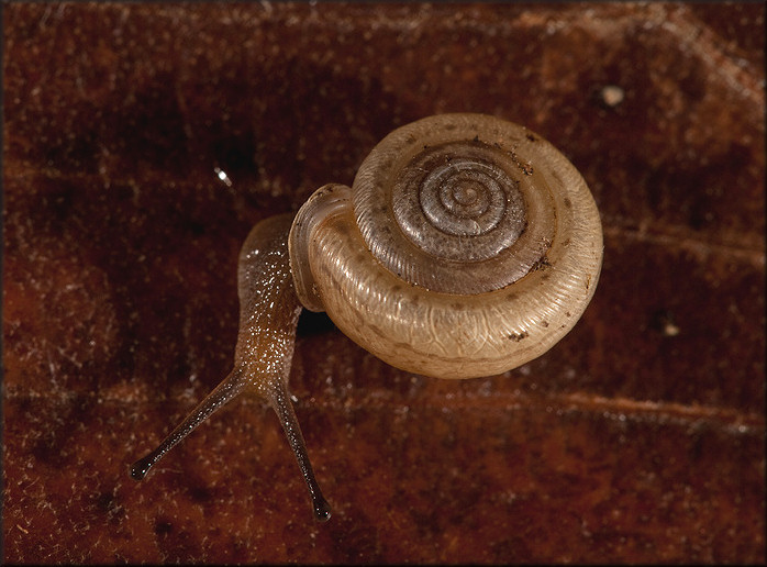 Daedalochila auriformis (Bland, 1859) Rockpile Liptooth