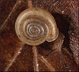 Daedalochila auriformis (Bland, 1859)