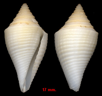 Conus cancellatus Hwass in Bruguire, 1792