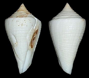 Conus cancellatus Hwass in Bruguire, 1792