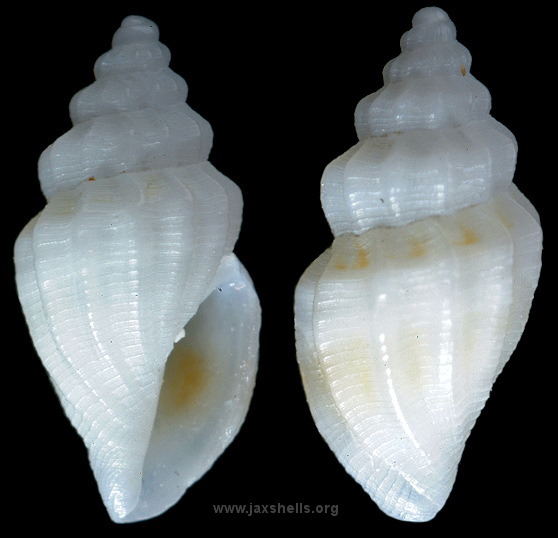 Brachycythara alba (C. B. Adams, 1850)
