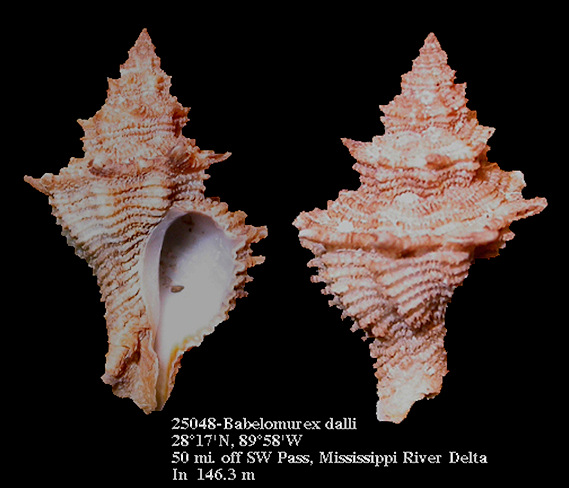 Babelomurex dalli (Emerson and D'Attilio, 1963)