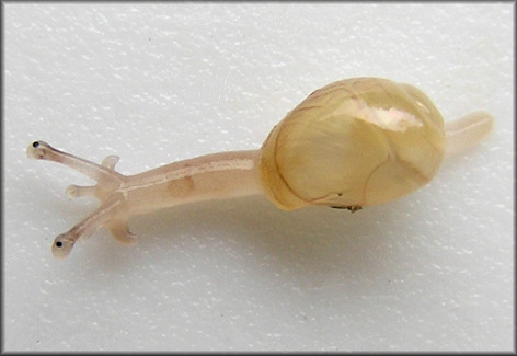 Euglandina rosea (Frussac, 1821) Juveniles That Hatched On 6/18/2011