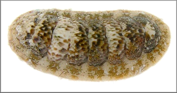 Ischnochiton pseudovirgatus Kaas, 1972 Blue-spot Chiton