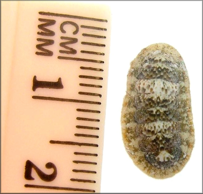 Ischnochiton pseudovirgatus Kaas, 1972 Blue-spot Chiton