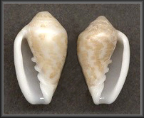 Marginella bairstowi G. B. Sowerby III, 1886