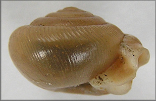 Daedalochila peninsulae (Pilsbry, 1940)