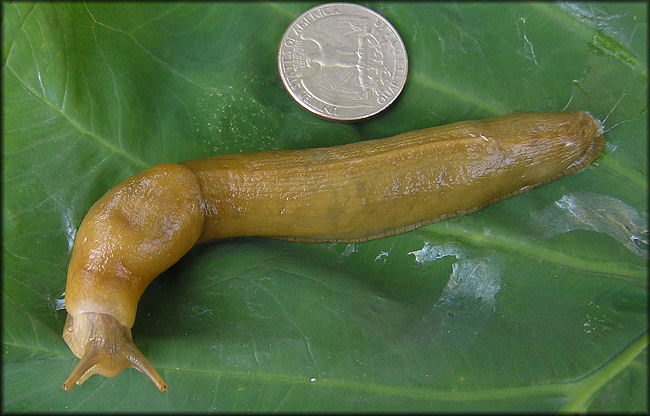 Ariolimax columbianus (Gould in A. Binney, 1851) Banana Slug