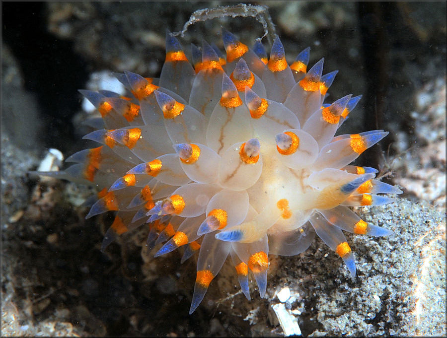 Janolus barbarensis (Cooper, 1863)