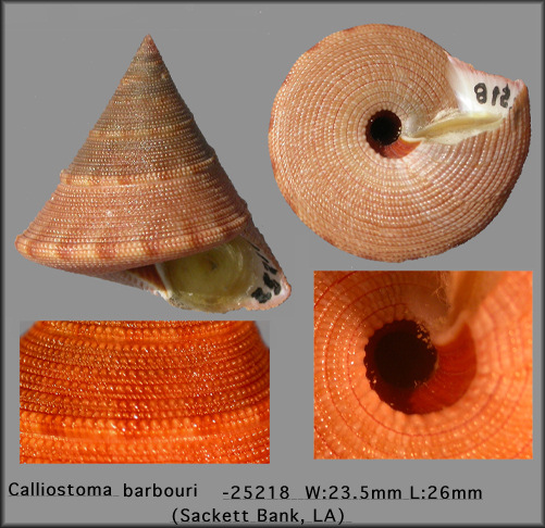 Calliostoma barbouri Clench and Aguayo, 1946