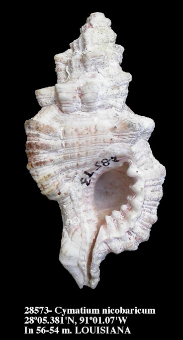 Cymatium nicobaricum (Rding, 1798) 