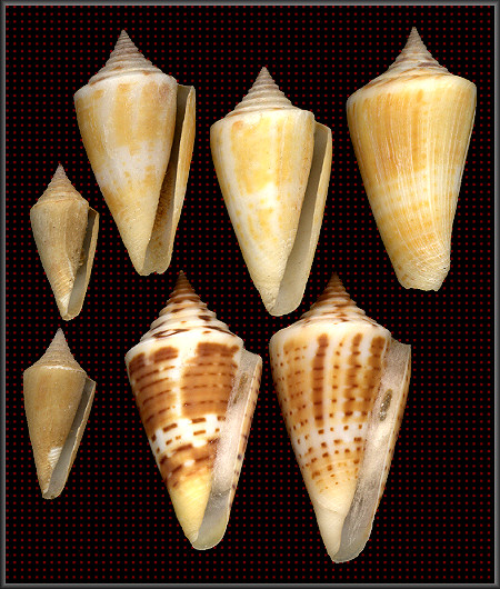 Conus anabathrum Crosse, 1865