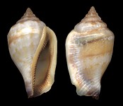 Canarium microurceus Kira, 1959