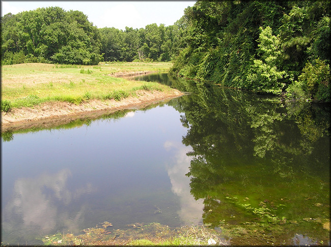 Baymeadows Golf Course Water Hazard With Pomacea