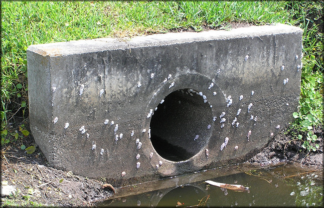 Pomacea Egg Clutches Visible From Baymeadows Road