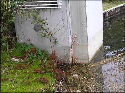 "Grass Carp Trap" at lake outflow with Pomacea eggs