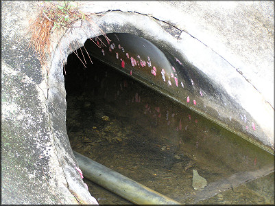 Egg clutches on the lake outflow at the creek