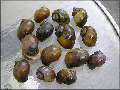 A selection of specimens from the lake and creek
