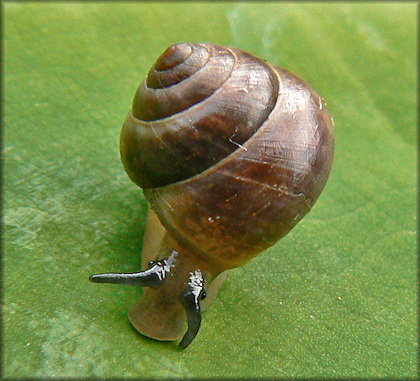 Helicina (Olygyra) orbiculata (Say, 1818) Globular Drop