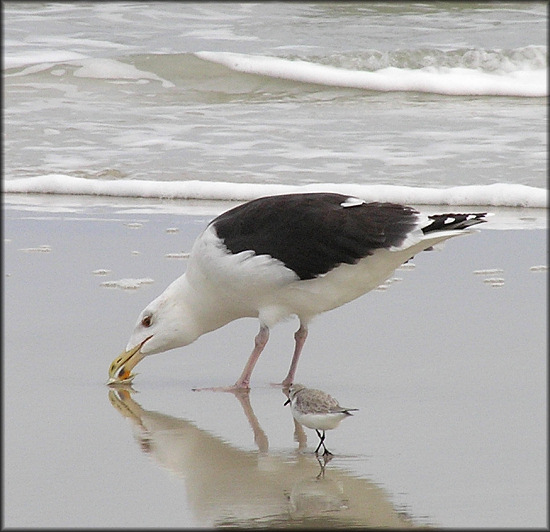 Great Black-backed Gull Larus marinus