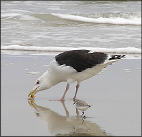 Larus marinus Great Black-backed Gull 