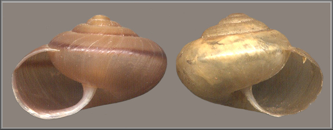 Sinistral Bradybaena similaris (Férussac, 1821)